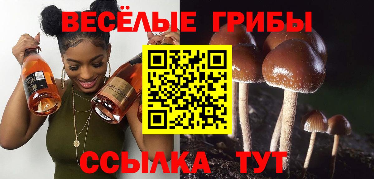 Галлюциногенные грибы Psilocybine cubensis Кстово